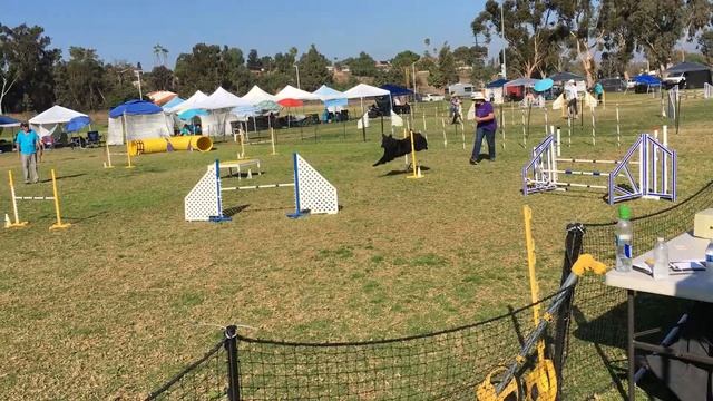 Rigel's First AKC QQl 11 26 17 смотреть онлайн