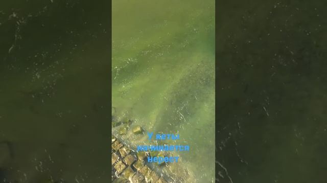 кета на нерест пошла смотреть онлайн