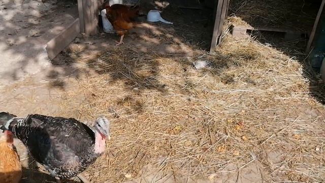 Бойцовские и ручные петухи/Собираю урожай помидор. смотреть онлайн