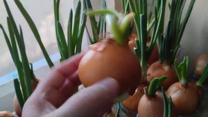 Можно ли прорастать такую луковицу в банке с водой?