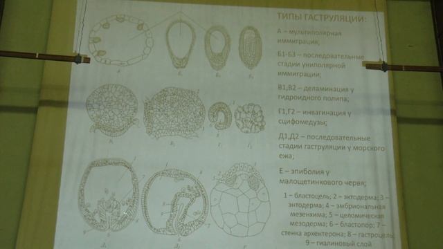 Голиченков В. А. - Эмбриология - Гаструляция