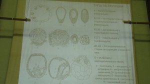 Голиченков В. А. - Эмбриология - 6. Гаструляция