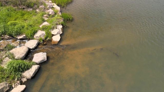 в поисках рыбы смотреть онлайн