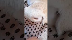 Bladder Expression with Bella the dog - Wiping Method