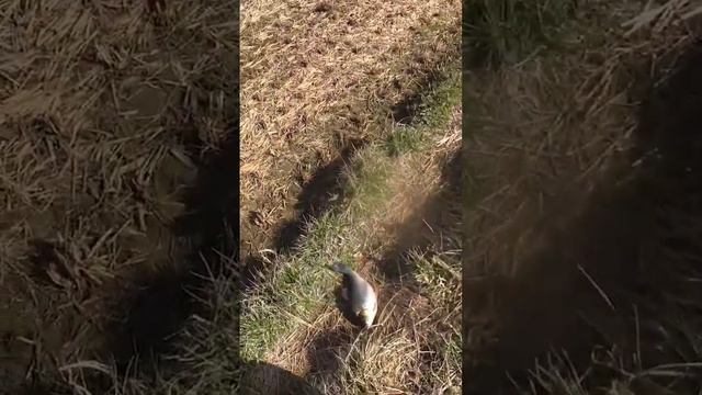 красевич смотреть онлайн