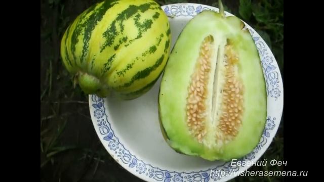 Китайская дыня Конфетка. Часть5
