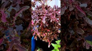 Обзор колеусы 2 часть от 15 07 2024