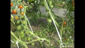 Сорт помидора Сладкий смородиновый горошек.