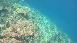 Погружение к рифу на Мальдивах!