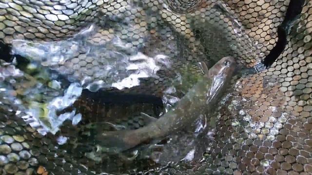 【渓流釣り新仕掛け】提灯ウキ毛鉤釣りは高水温でもたくさん釣れるのだ!! смотреть онлайн