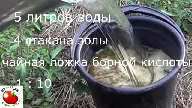 Важная подкормка томатов в период цветения