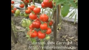 Сорт Альфа открытый грунт