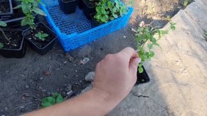 Обзор многолетних пряных трав на грядке.