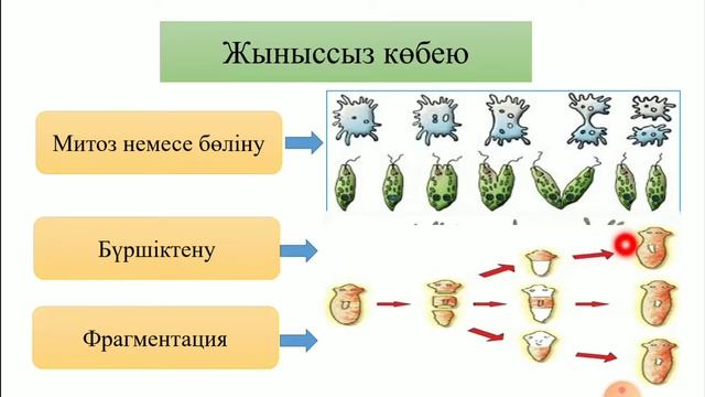 Тірі ағзалардың көбею түрлері