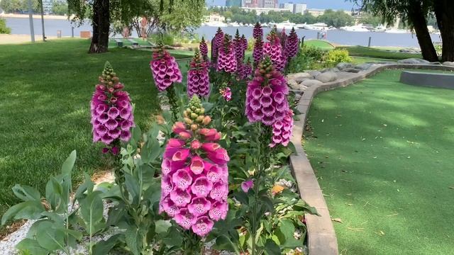 Безумно хороша и страшно ядовита! смотреть онлайн