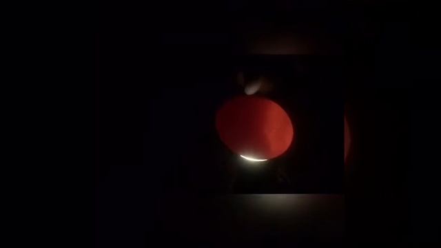 Ого! ОНИ ЖИВЫЕ! Из самодельного инкубатора вывелись птенцы./ часть 2