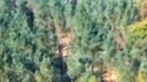 2Леший унёс дерево. Расследование: гигантский белый гуманоид вырывает дерево из земли или ЧТО ЭТО?