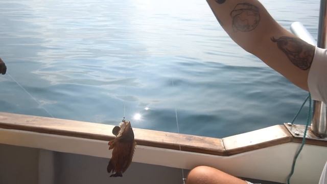 2 METER FRA EN HAJ.. Vidste det ikke... смотреть онлайн