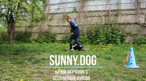 Как научить щенка команде рядом - пример занятия с шелти