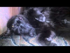 В кота вселяется демон!!!