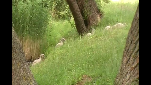 "Пруды на Клайпедас", Лиепая - Латвия 2014. смотреть онлайн