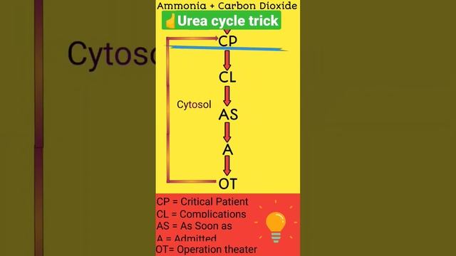 Urea cycle tricks || Urea cycle in 20 seconds #shortsfeed #biochemistry #mnemonics #biology смотреть онлайн
