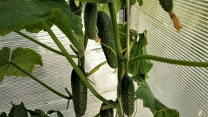 супер урожайные два сорта огурцов 🥒,огурцы собираем вёдрами