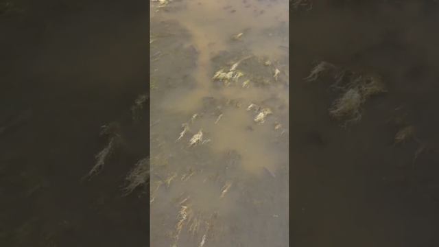 разведка с дрона #bowfishing #slingshotfishing #сазан #dartfishing #рыбалка #рыбалкасрогаткой смотреть онлайн