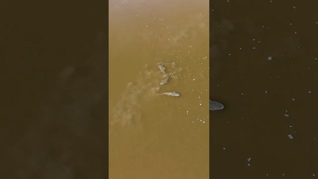 Пеленгас #slingshotfishing #охотанарогатку #охотасрогаткой смотреть онлайн