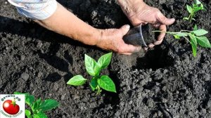 Как выглядит перец халапеньо и как его выращивать?