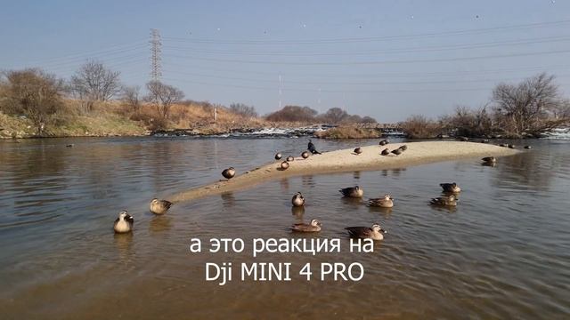 Dji Avata vs Dji mini 4 pro смотреть онлайн