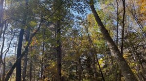 Такая грусть лишь в это время года… Господь не зря мгновения выбирает….Прогулка в лесу