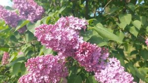 СИРЕНЬ- символ ПЕРВОЙ ЛЮБВИ!