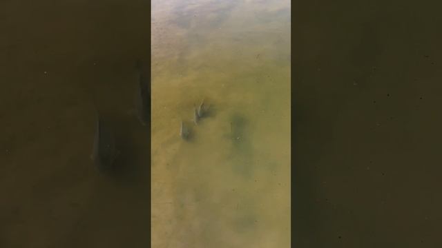 нерест сазана 24 марта 2024 #slingshotfishing #охотанарогатку #охотасрогаткой #нерест смотреть онлайн