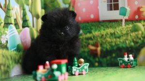 Мальчик померанского шпица