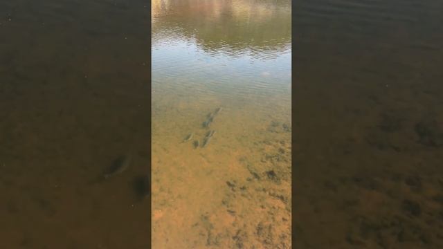 сазаньи тропы #fishing #рыбалка #bowfishing #carpfishing #dartfishing #carp #охотасрогаткой смотреть онлайн