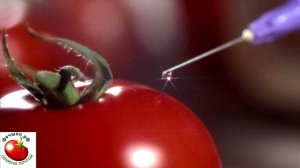 Это нужно знать всем! ГМО. F1