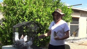 Делюсь своим опытом как отбирать качественную летную бойную птицу