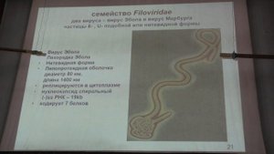 Карпова О. В. - Вирусология - 5. (-)РНК-содержащие вирусы
