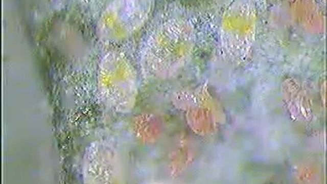 TELUR NIMFA 2 смотреть онлайн