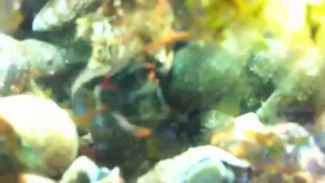 Cyanobacteria Red slime algae control