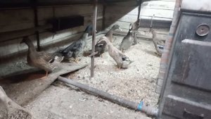 утки индийский бегунок.