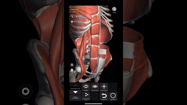 ШПАРГАЛКА. Миология. Мышцы живота☠️ #shorts #anatomy