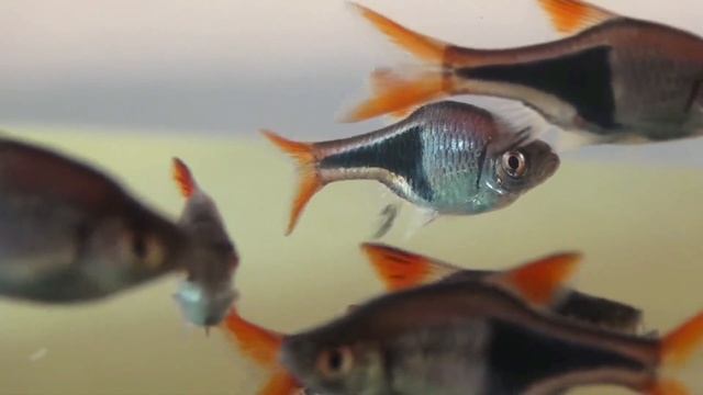 расбора клинопятнистая (rasbora heteromorpha)
