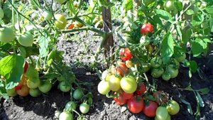 10 сортов суперраних помидоров за 500 рублей вместе с пересылкой!