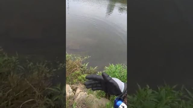 стреляем в басов #рыбалкасрогаткой #slingshotfishing#бас#чингу#chingu#bowfishing смотреть онлайн