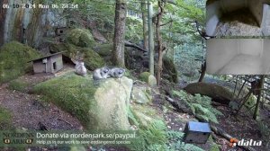 Ответственные наблюдатели