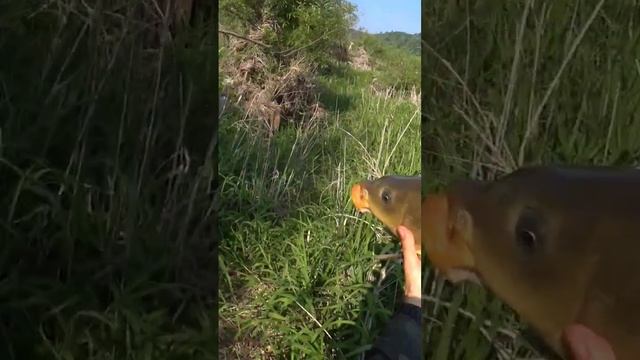 трофечкик #рыбалкасрогаткой #охотанарогатку #slingshotfishing #сазан смотреть онлайн