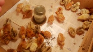 Фокси чик,Часть 1(Цыплята)