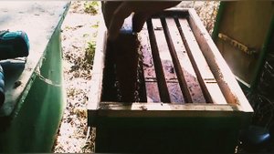 Если семья зароилась смело делайте отводки. С одной семьи 6 отводков!